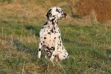 DALMATIEN 453